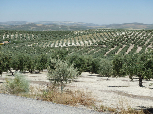 It is hot but dry, the land looks baked.